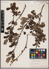 Foto von Salix aurita L.